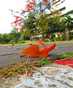 ต้นจานและดอกจาน ต้นไม้ประจำมหาวิทยาลัย